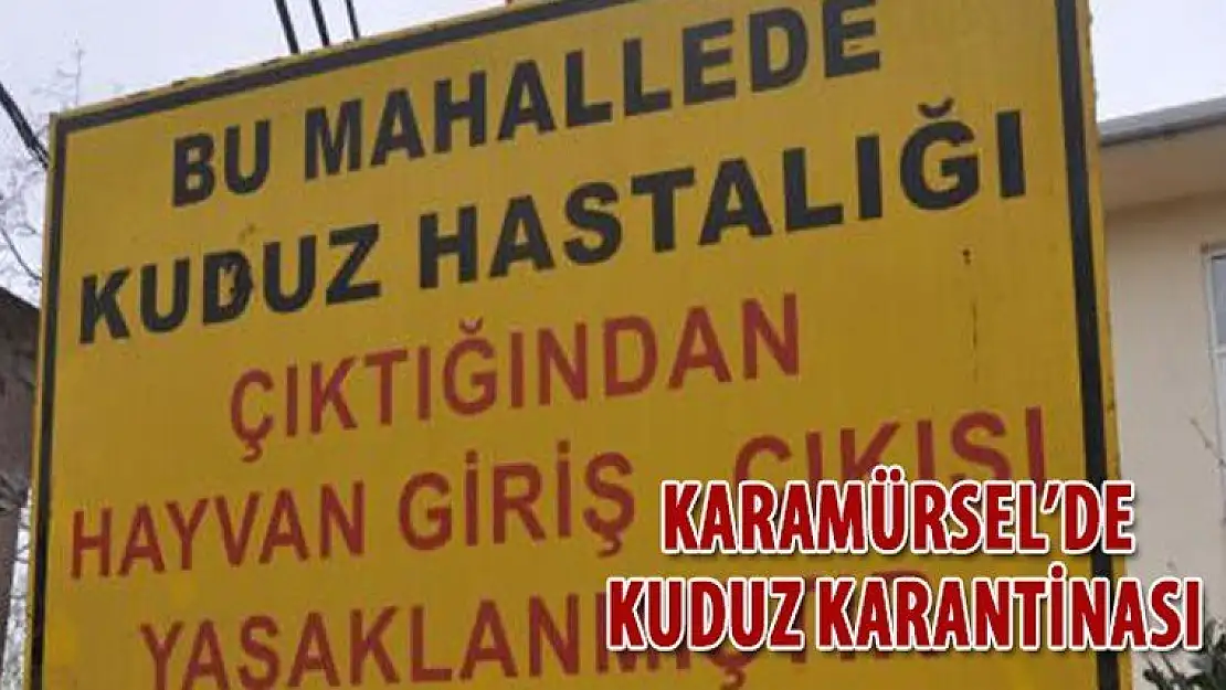 Karamürsel de kuduz karantinası