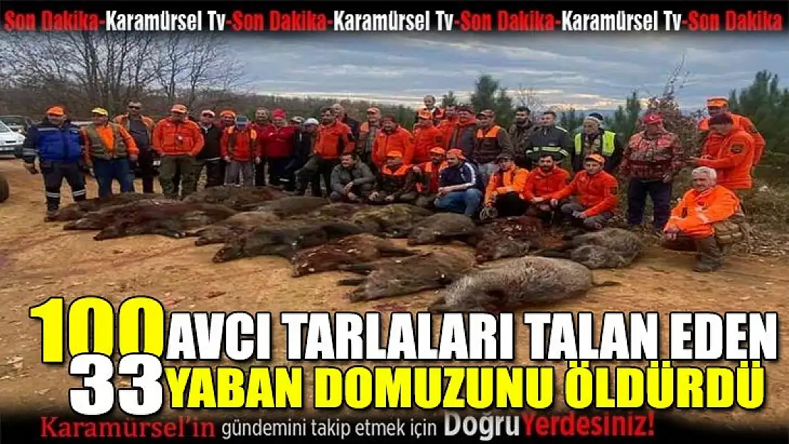 100 avcı bir günde 33 domuz öldürdü