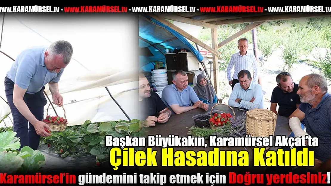 Büyükakın, Karamürsel Akçat'ta Çilek Hasadına Katıldı