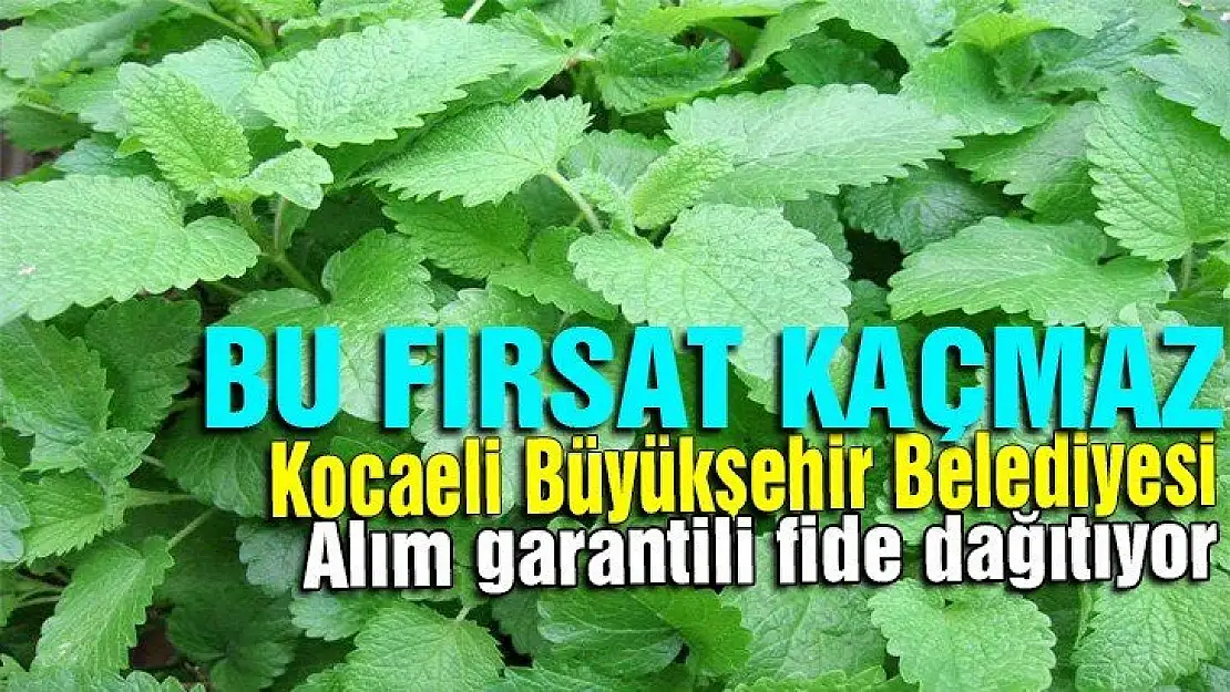 Büyükşehirden, büyük destekAlım garantili ücretsiz fide