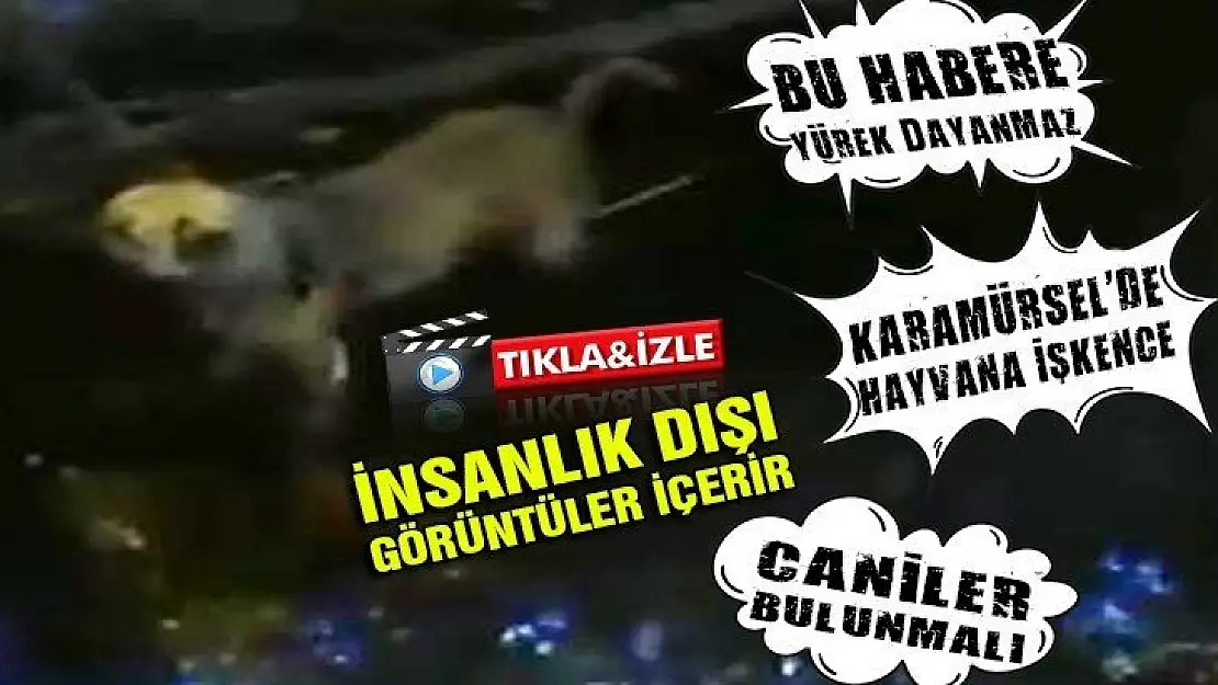 Caniler denize köpek bağlayarak ölüme terk ettiler