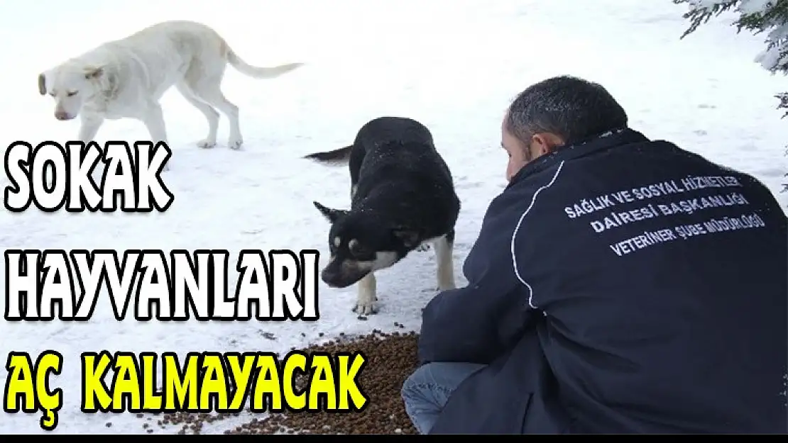 Sokak hayvanları aç kalmayacak