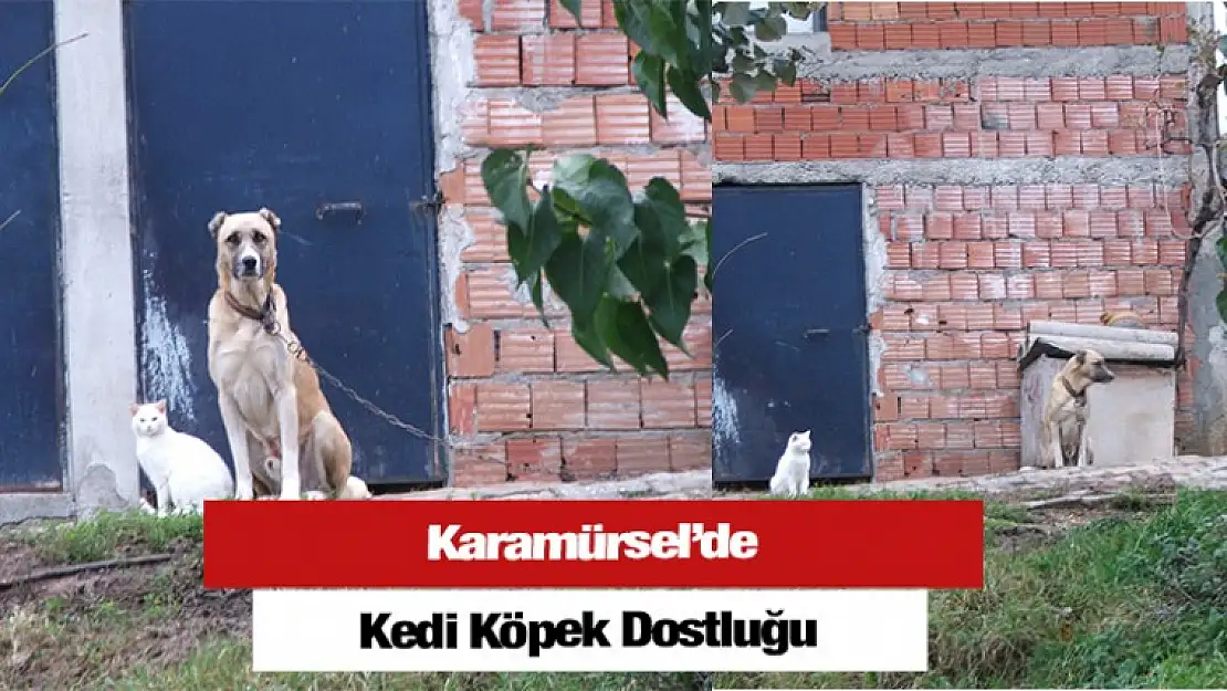 Karamürsel'de Kedi Köpek Dostluğu