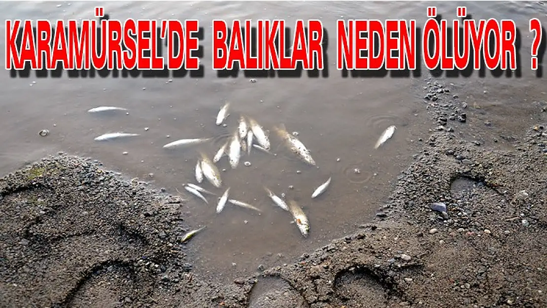 Karamürsel'de Dereler zehirlendi'mi ? Balıklar Neden Ölüyor ?