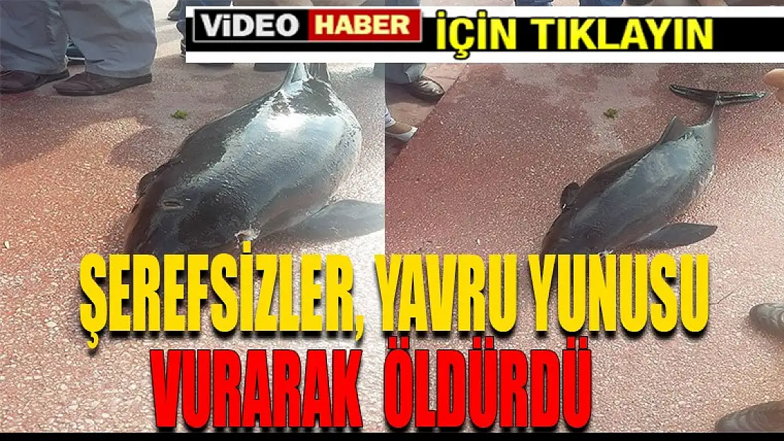 Caniler Yavru Yunusun, Kafasına Sıktılar