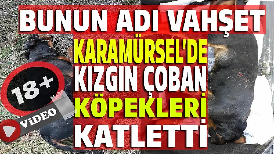 Karamürsel'de vahşet. Köperler vurularak katledildi