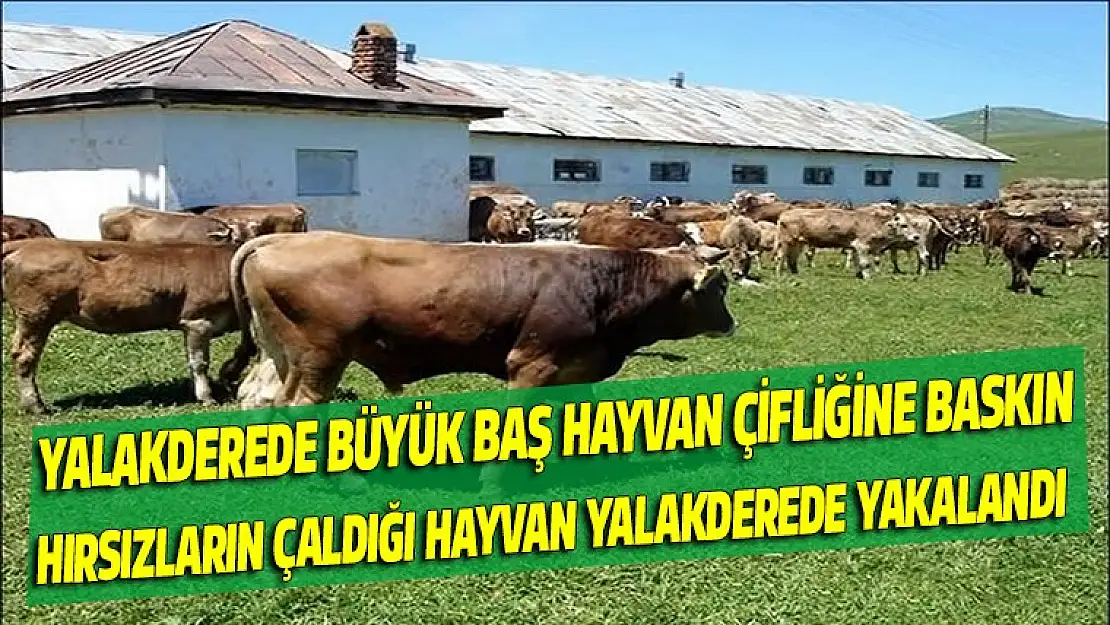 Hayvan hırsızları çaldıkları hayvanı Yalakderede bir çifliğe sattı