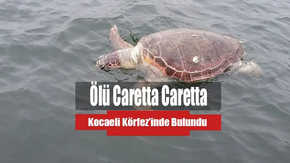 Kocaeli Körfez'inde Ölü Caretta Caretta Bulundu