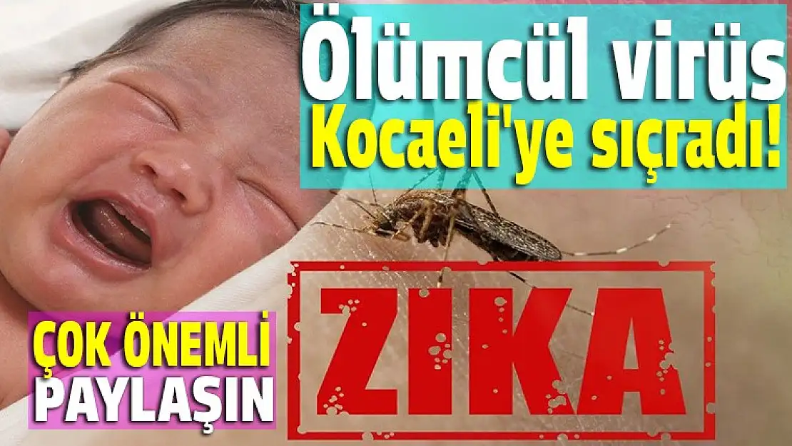 Ölümcül zika virüsü Kocaeli'ye sıçradı!