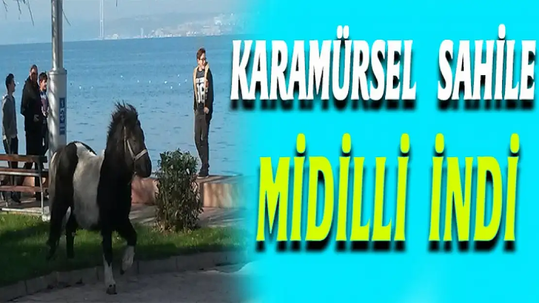 Karamürsel sahile midilli indi.