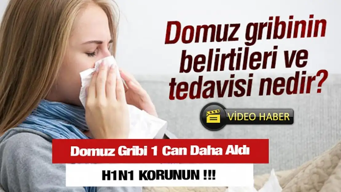 Domuz Gribine DİKKAT YİNE CAN ALDI !