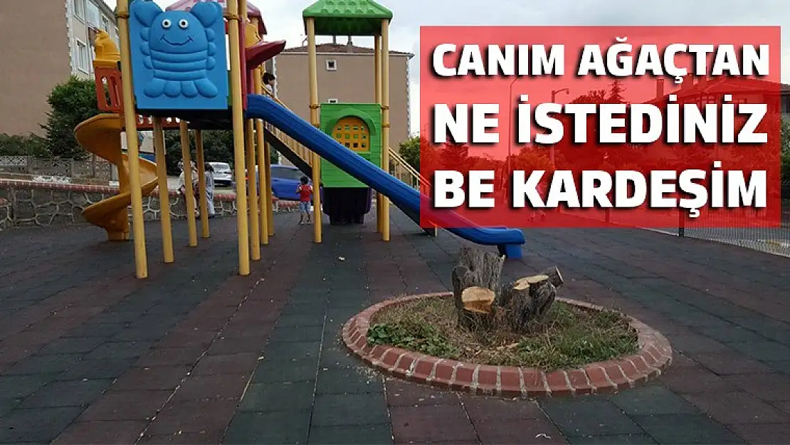 Koskoca ağacı kesiyorlar kimsenin haberi yok!