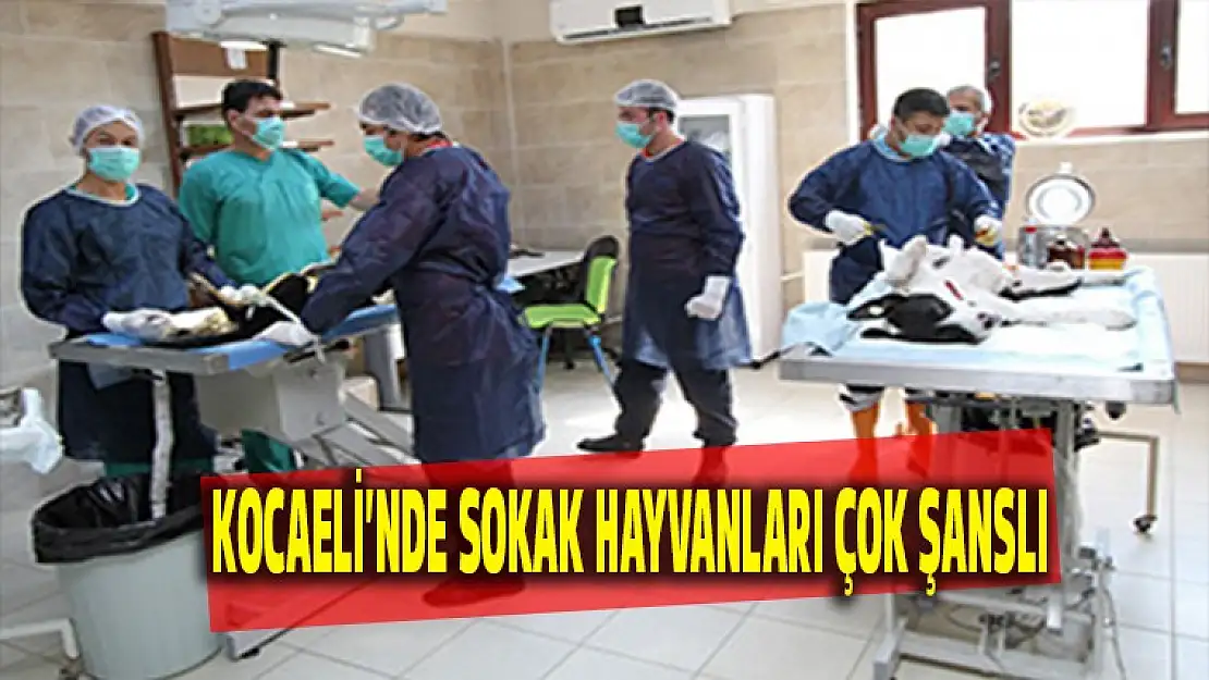 Kocaeli'nde sokak hayvanları çok şanslı