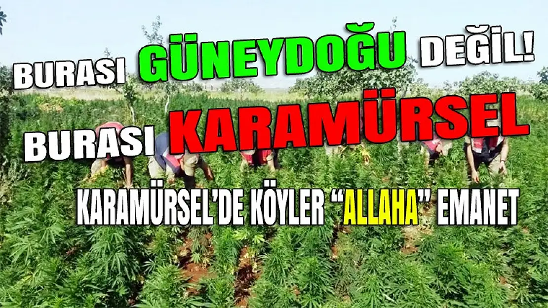 Karamürsel'de vatandaşlar kocaman bir esrar tarlası buldu