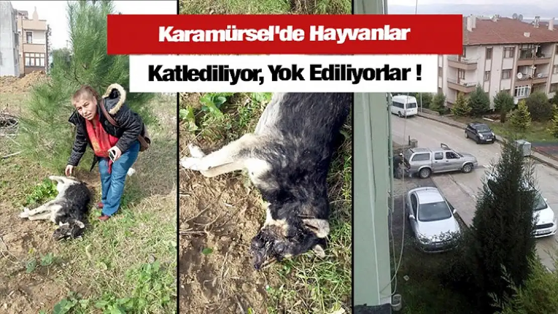 Karamürsel'de Hayvanlar Katlediliyor, Yok Ediliyorlar