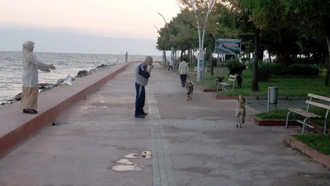 Başıboş köpekler Karamürsel'i Korkutuyor!