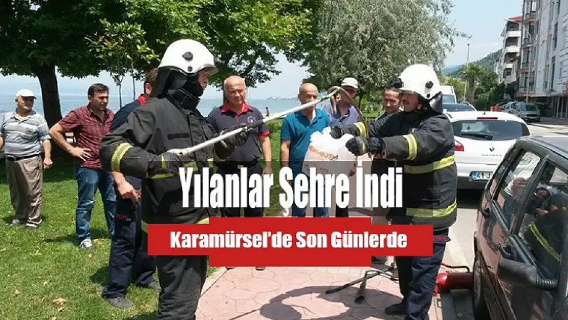 Karamürsel'de Yılanlar Sahile İndi