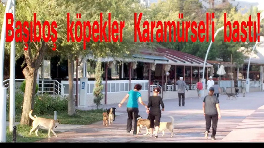 Başıboş köpekler Karamürsel'i bastı!