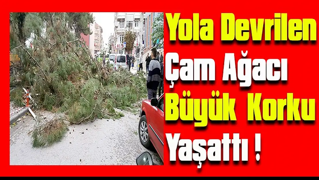 Yola devrilen çam ağacı büyük korku yarattı.