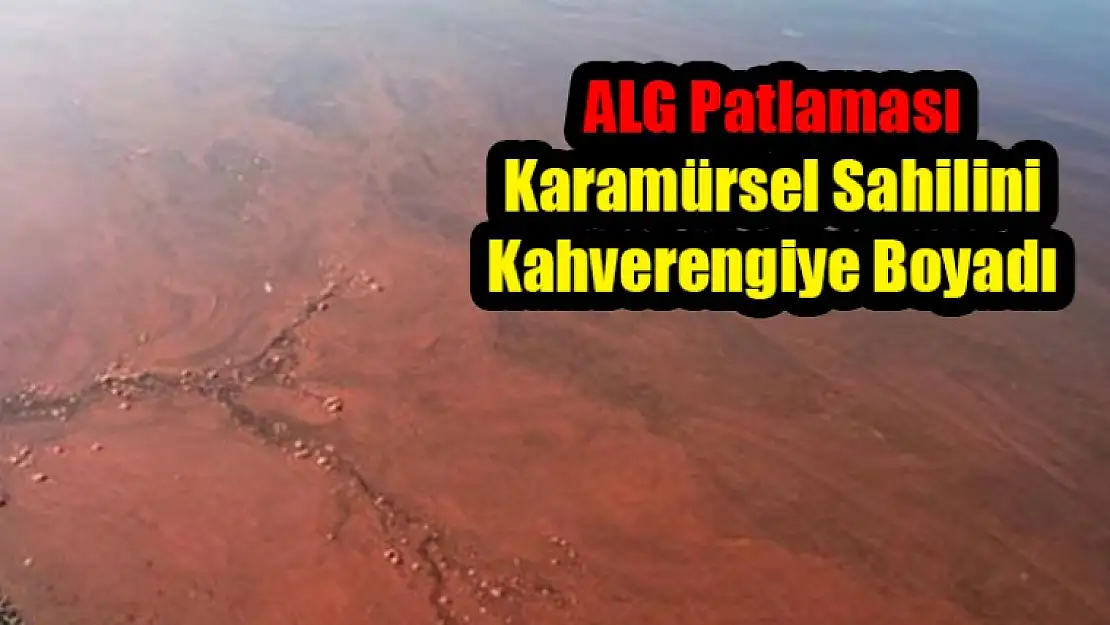 ALG Patlaması Karamürsel Sahilini Kahverengiye Boyadı