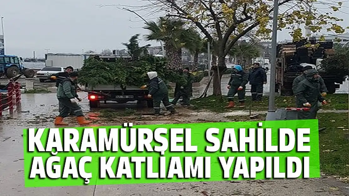 Karamürsel sahilde ağaç katliamına vatandaş isyan etti