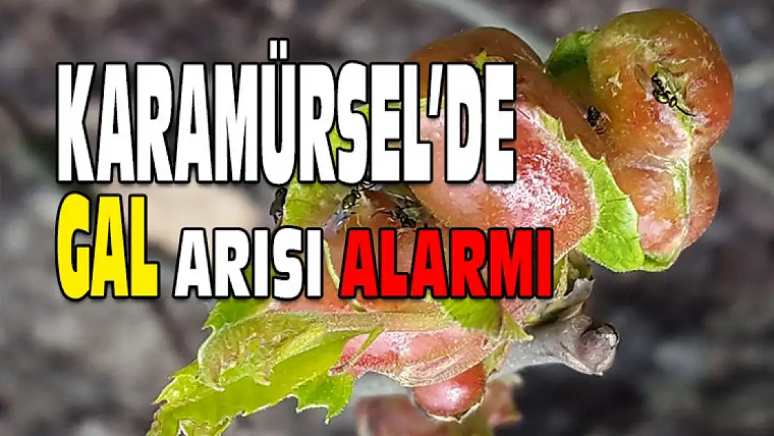 Karamürsel'de GAL Arısı Alarmı