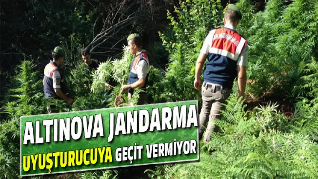 Altınova Jandarma Uyuşturucuya geçit vermiyor!