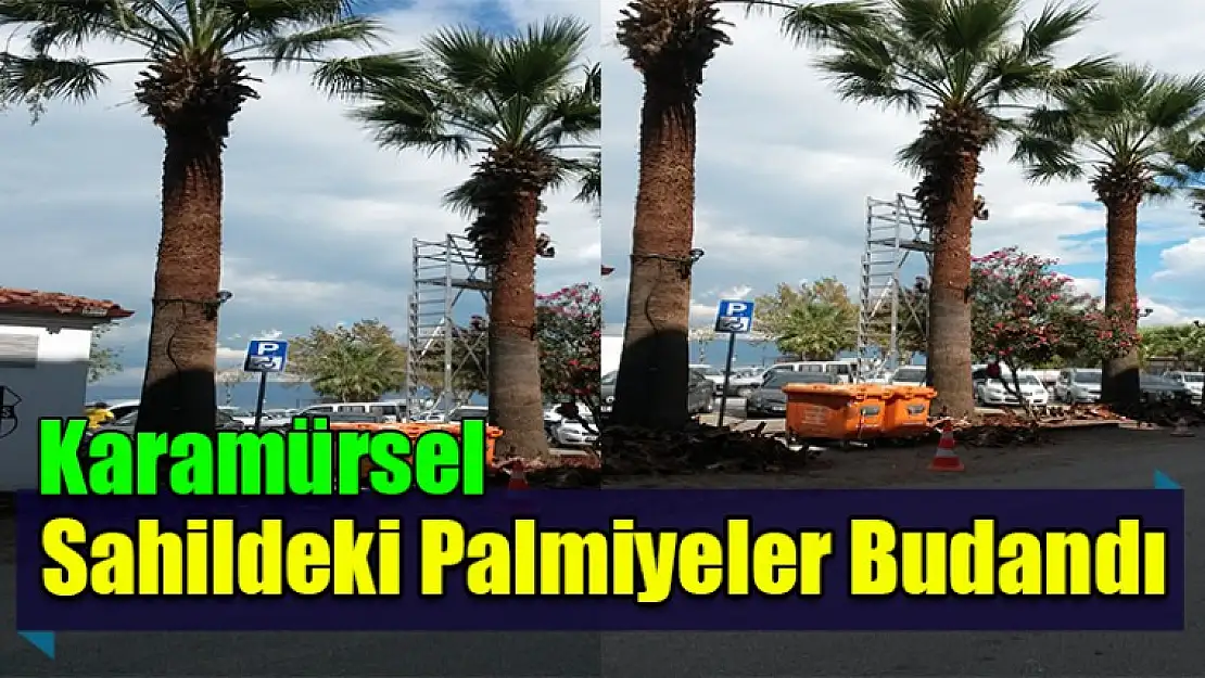 Karamürsel'de  Palmiyeler budandı