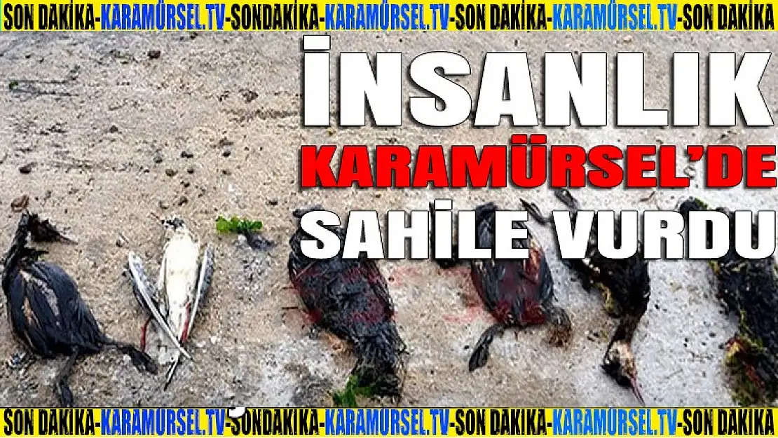 İnsanlık Karamürsel'de sahile vurdu