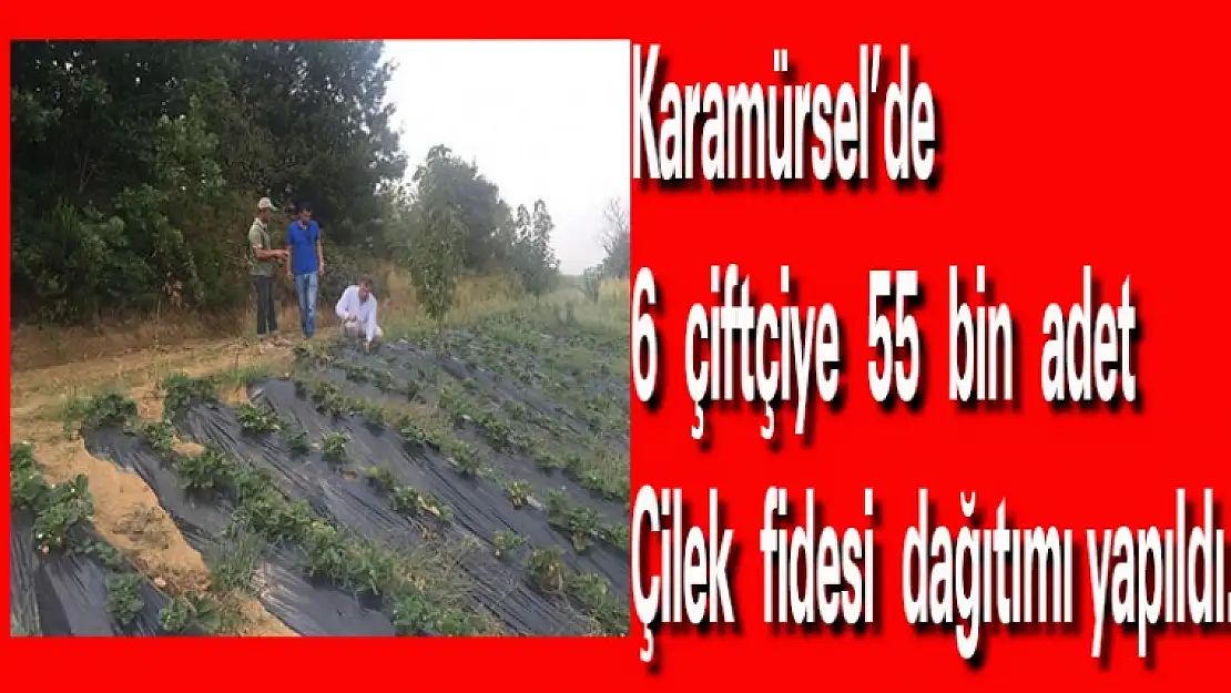 Karamürsel'de 6 çiftçiye 55 bin çilek fidesi