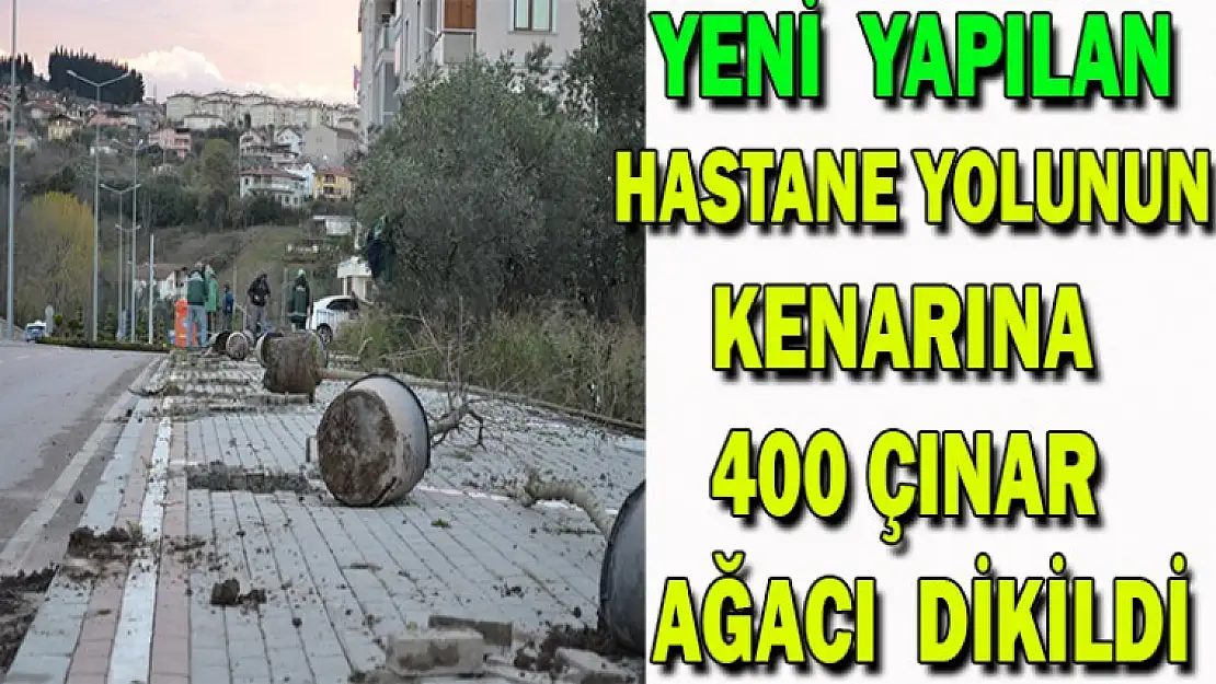 YENİ YAPILAN HASTANE YOLUNUN KENARINA 400 ÇINAR AĞACI DİKİLDİ