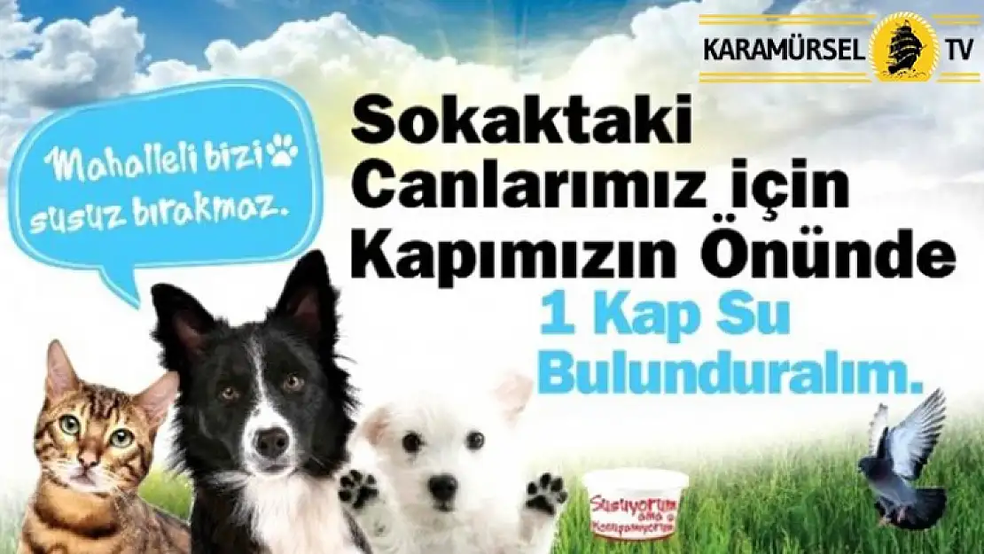 Susuyorlar, Söyleyemiyorlar ! Sokak Hayvanlarını Koruyalım