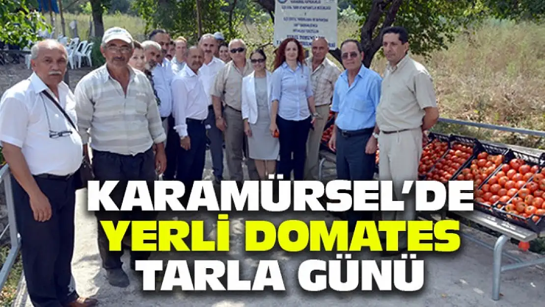 Karamürsel'de Yerli Domates Yetiştiriciliği