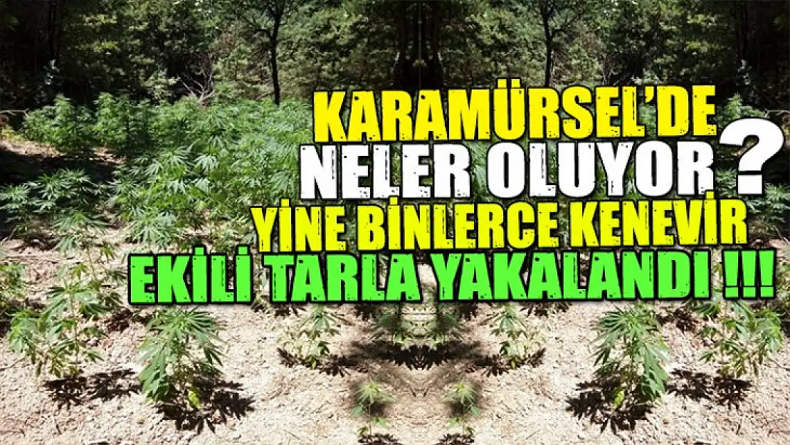 Karamürsel yine uyuşturucu tarlaları ile gündemde