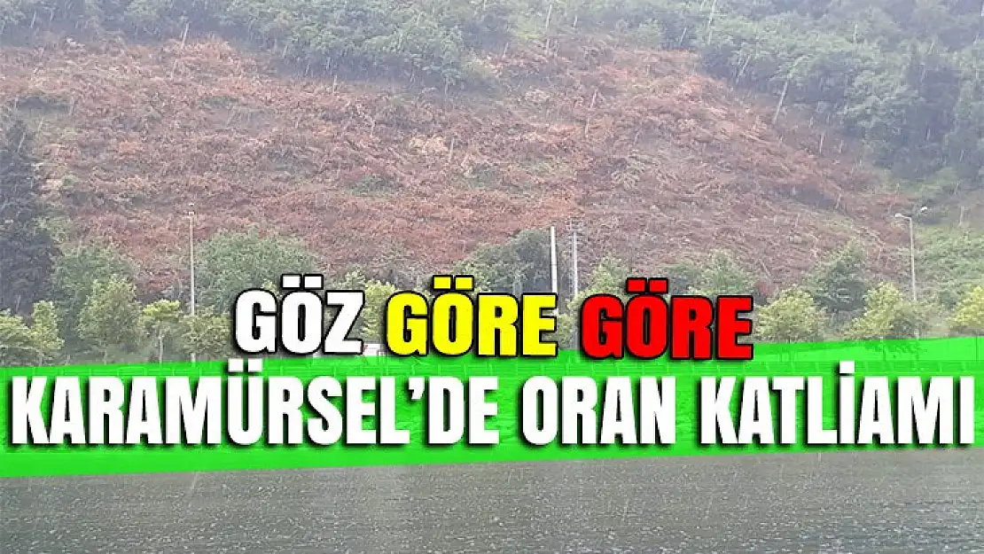 Karamürsel'de göz göre göre orman katliamı