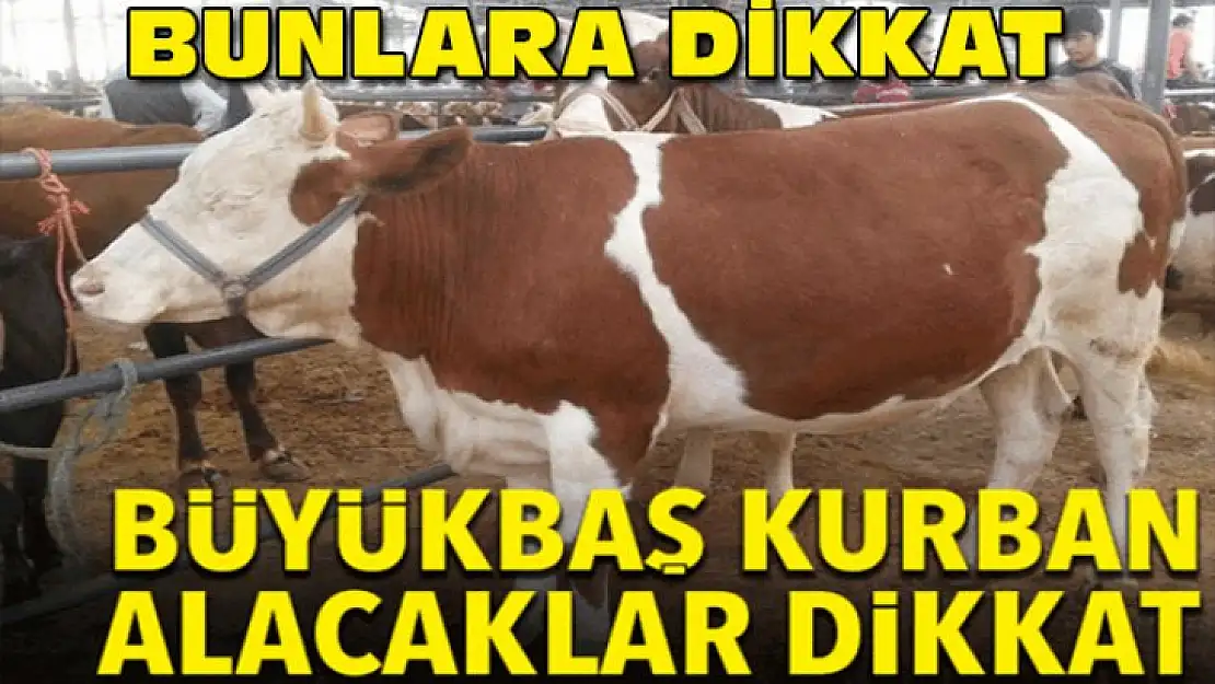 Kurban Bayramı yaklaşıyor! Büyükbaş kurban alacaklar dikkat