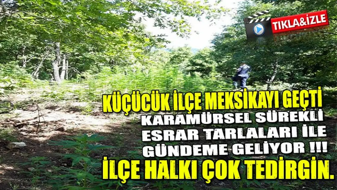 Karamürsel'de yine esrar tarlası yakalandı