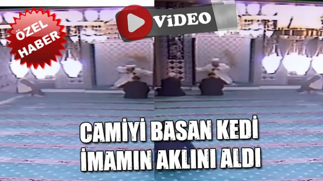 CAMİYİ BASAN KEDİ İMAMIN AKLINI ALDI