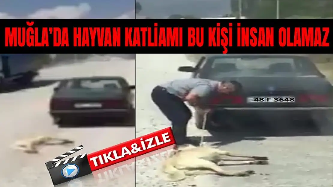 MUĞLA'DA HAYVAN KATLİAMI