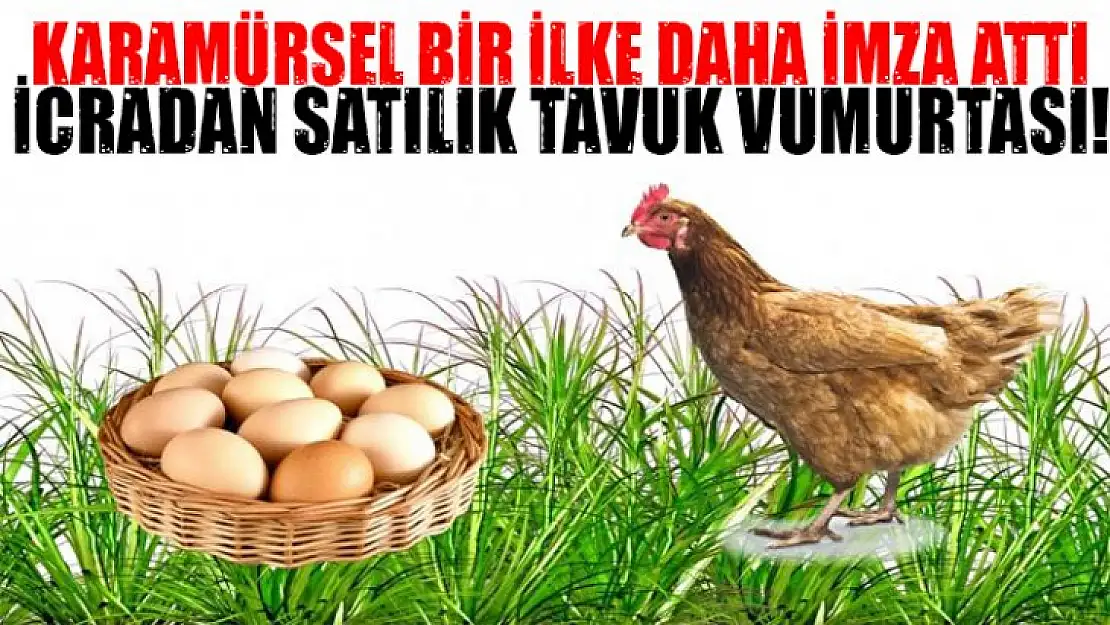 Karamürsel bir ilke daha imza attı! İcradan satılık tavuk yumurtası!