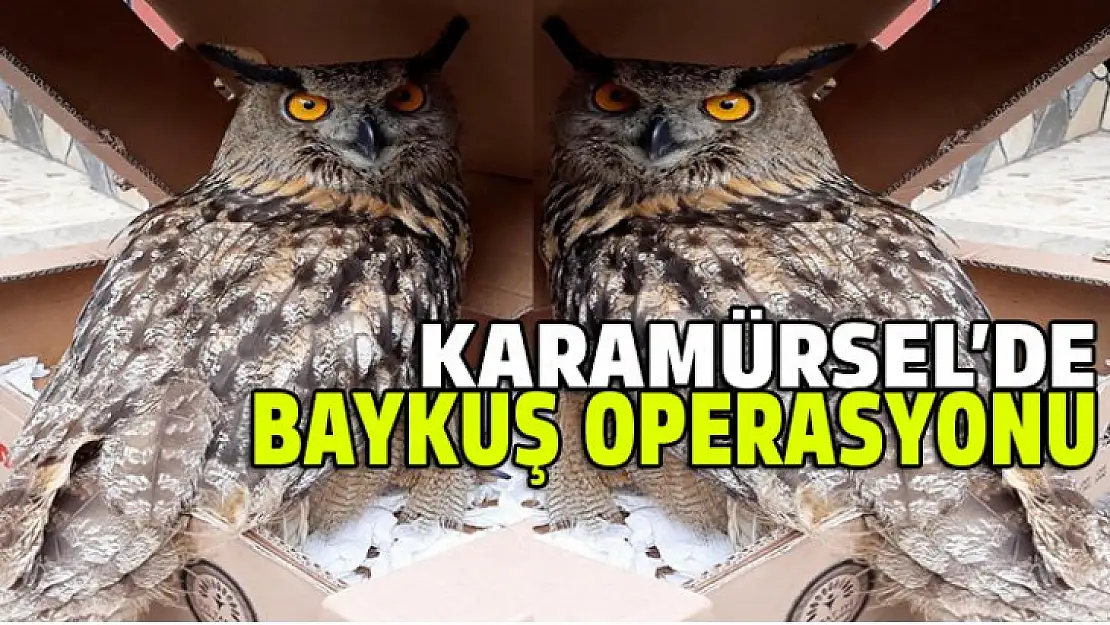 Karamürsel'de baykuş operasyonu