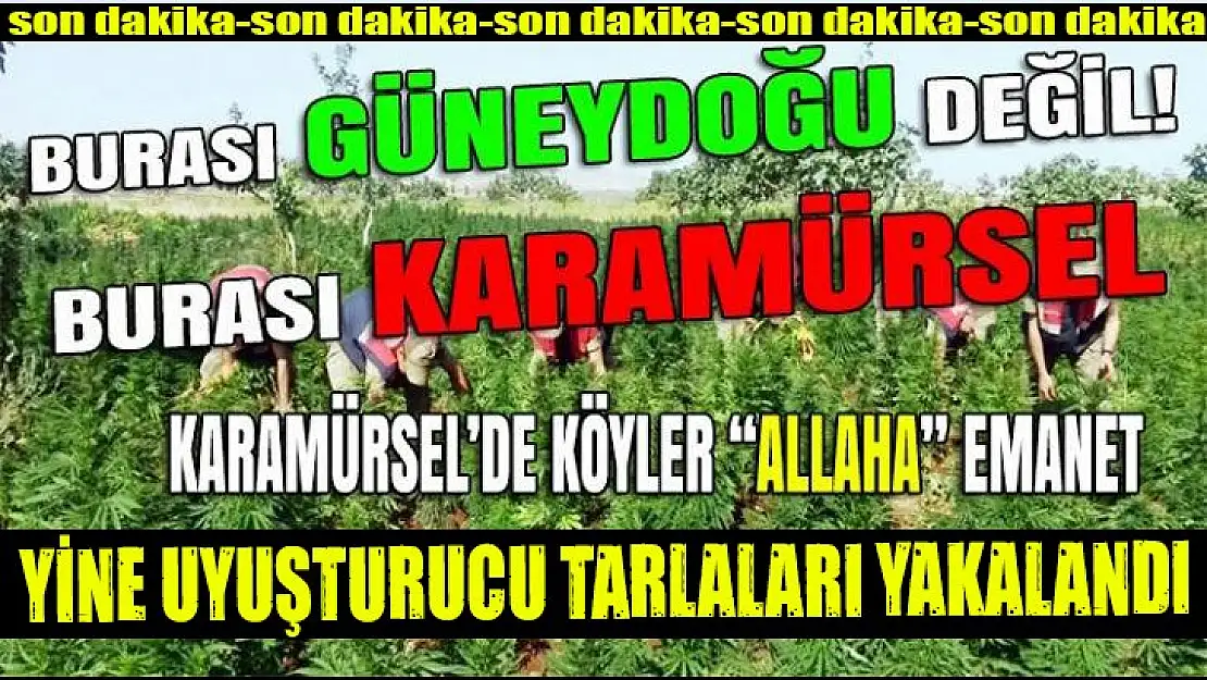 Karamürsel'de yine uyuşturucu tarlaları yakalandı!