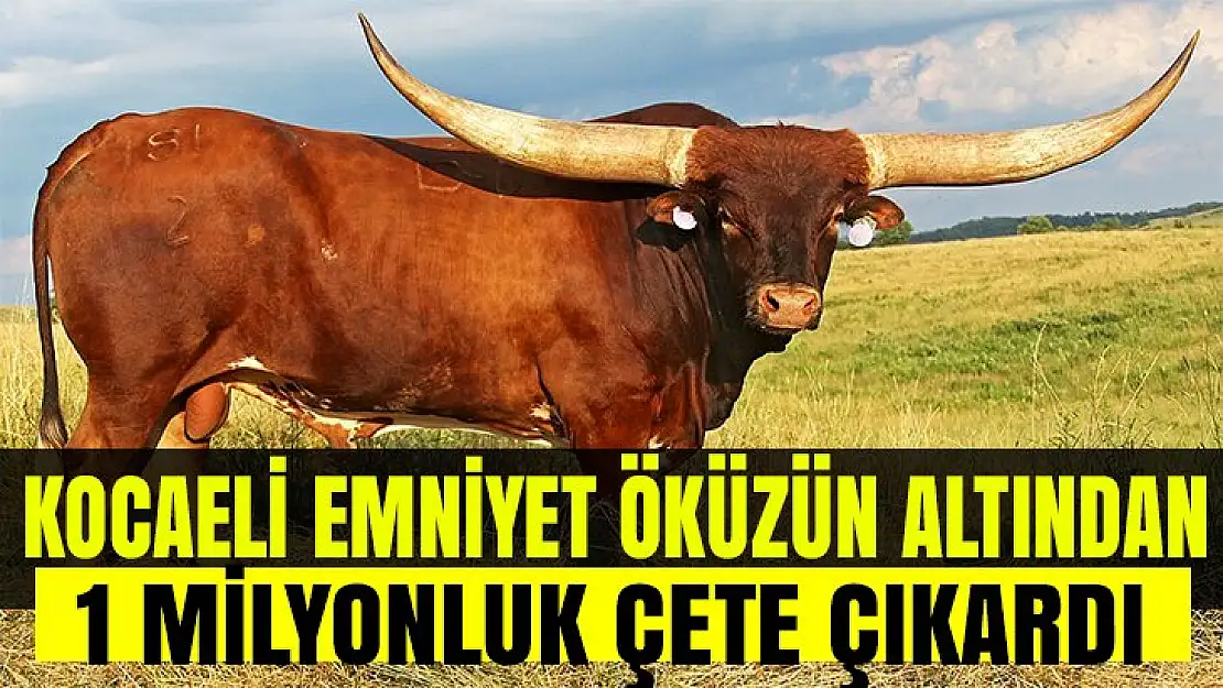 Kocaeli Emniyet yine büyük bir başarıya imza attı