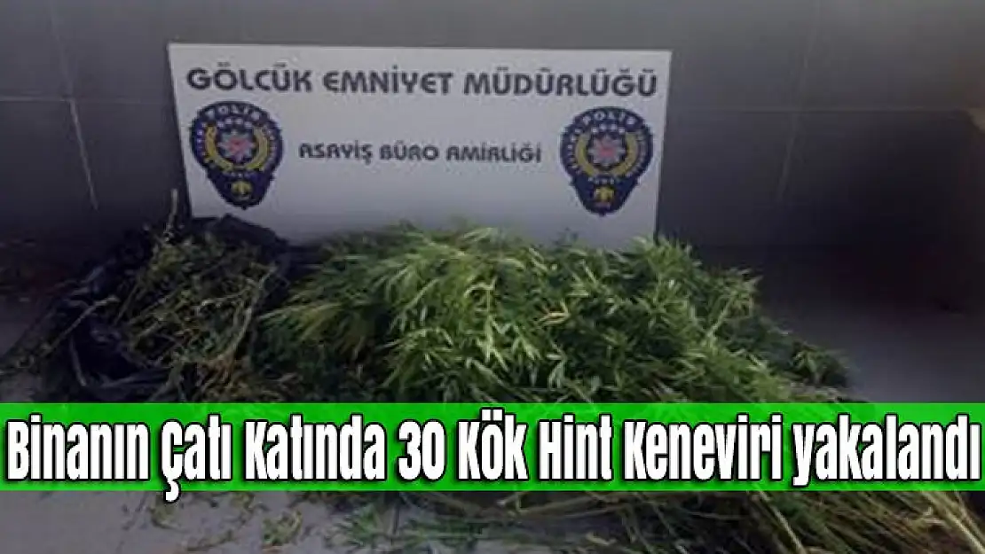 Binanın Çatı Katında 30 kök Hint Keneviri yakalandı!