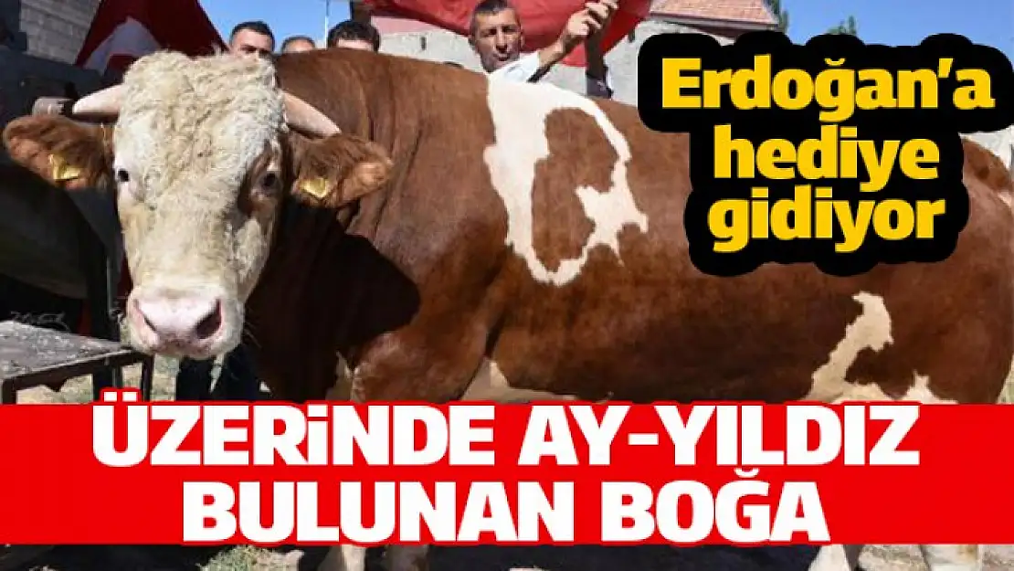 Üzerinde Bayrağımızın Ay-Yıldızını taşıyan boğa Erdoğan'a hediye edilecek