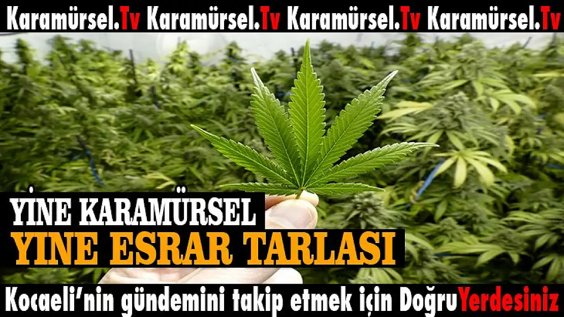 Karamürsel'de yine uyuşturucu tarlası bulundu!