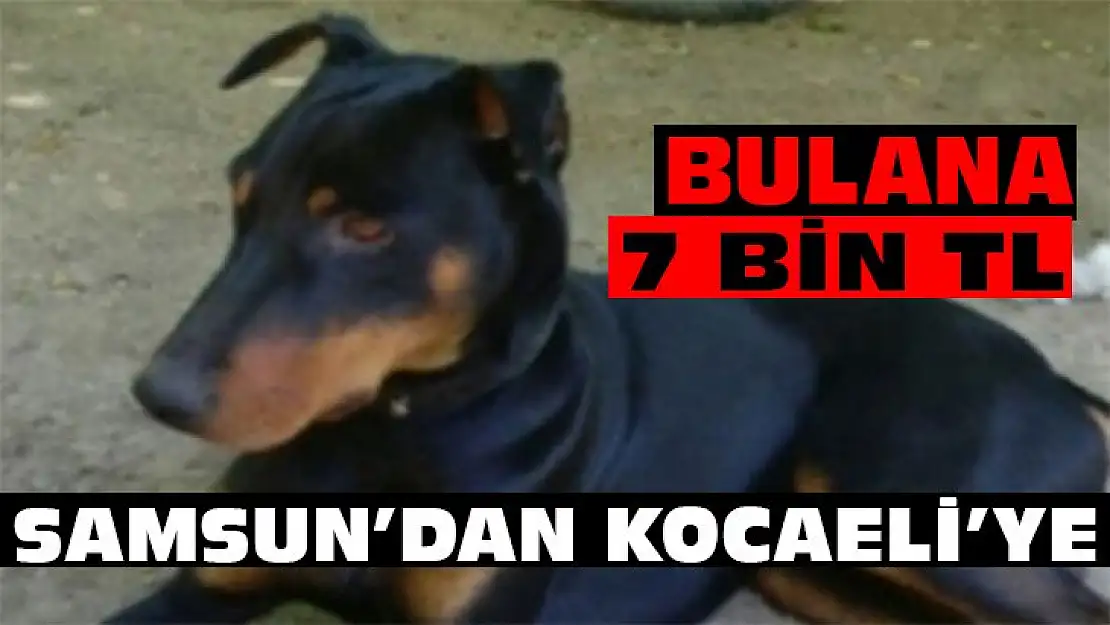 Köpeğini bulana 7 bin TL ödül verilecek