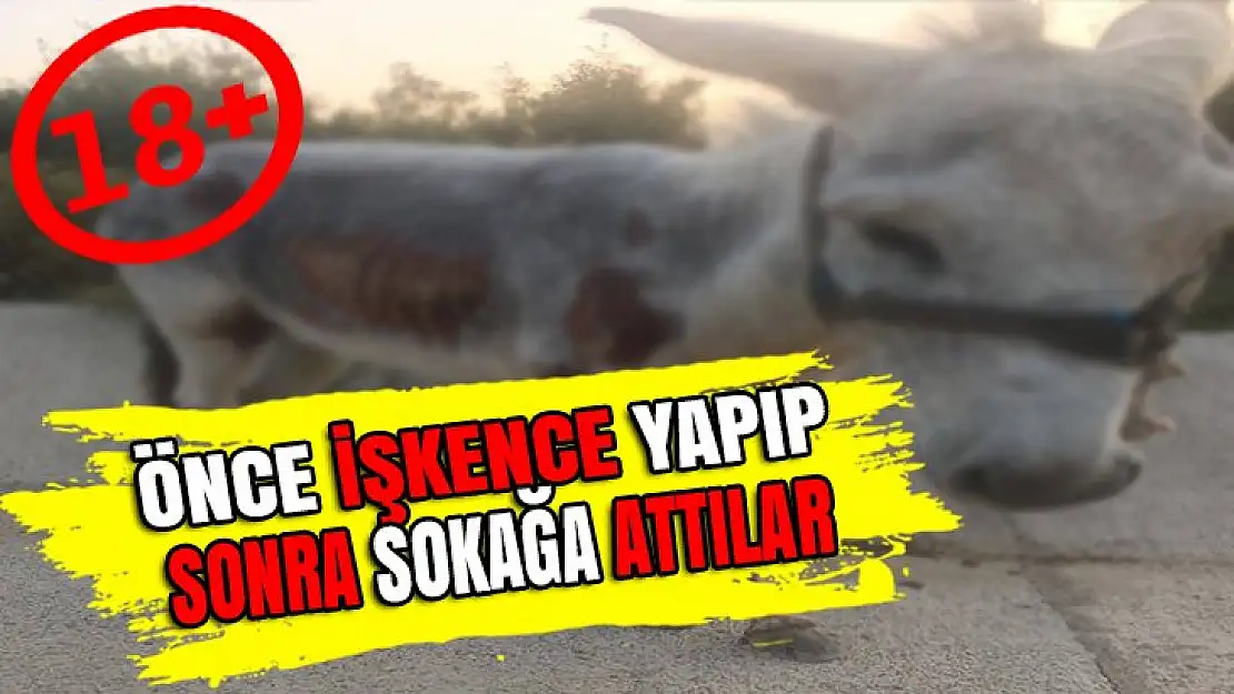 KARAMÜRSEL'DE İNSANLIĞA SIĞMAYAN VAHŞET