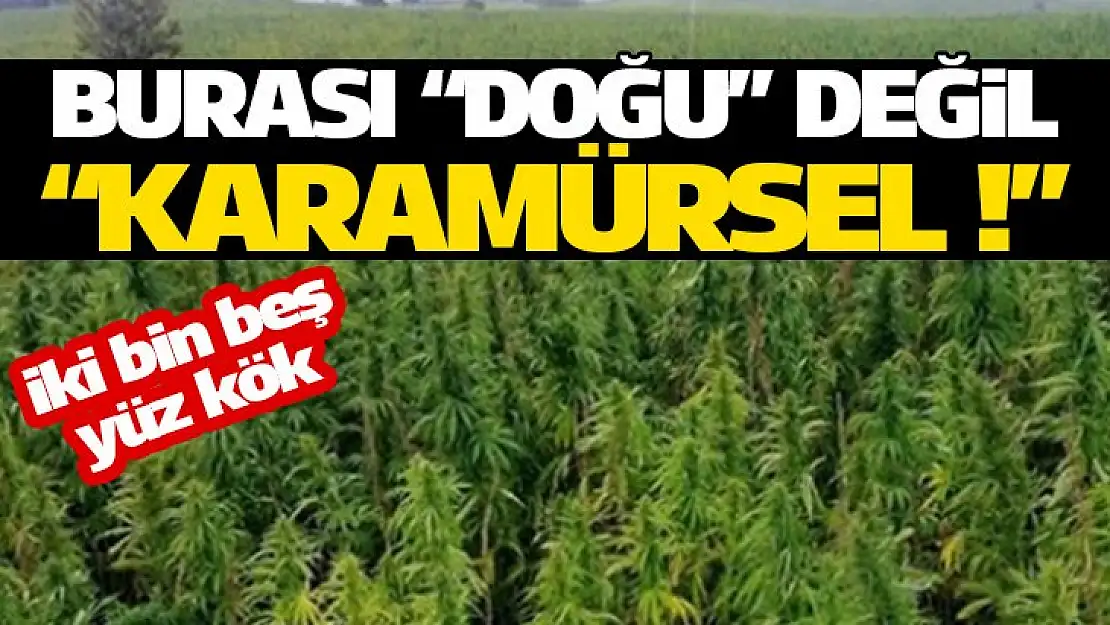 Karamürsel'de zehir tarlası bulundu, 2500 kök