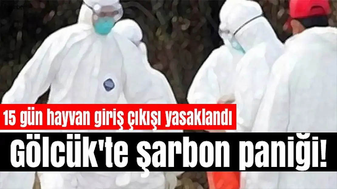 Gölcük'te şarbon paniği!